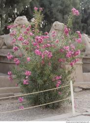 Photo Textures of Nature